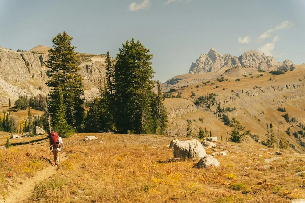 Hiker walking through a wildflower meadow